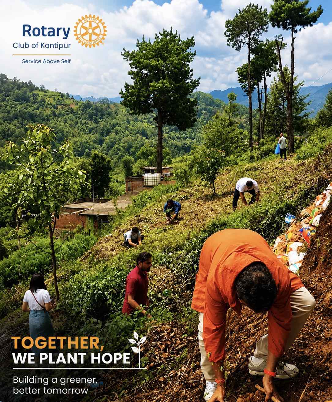 Tree plantation