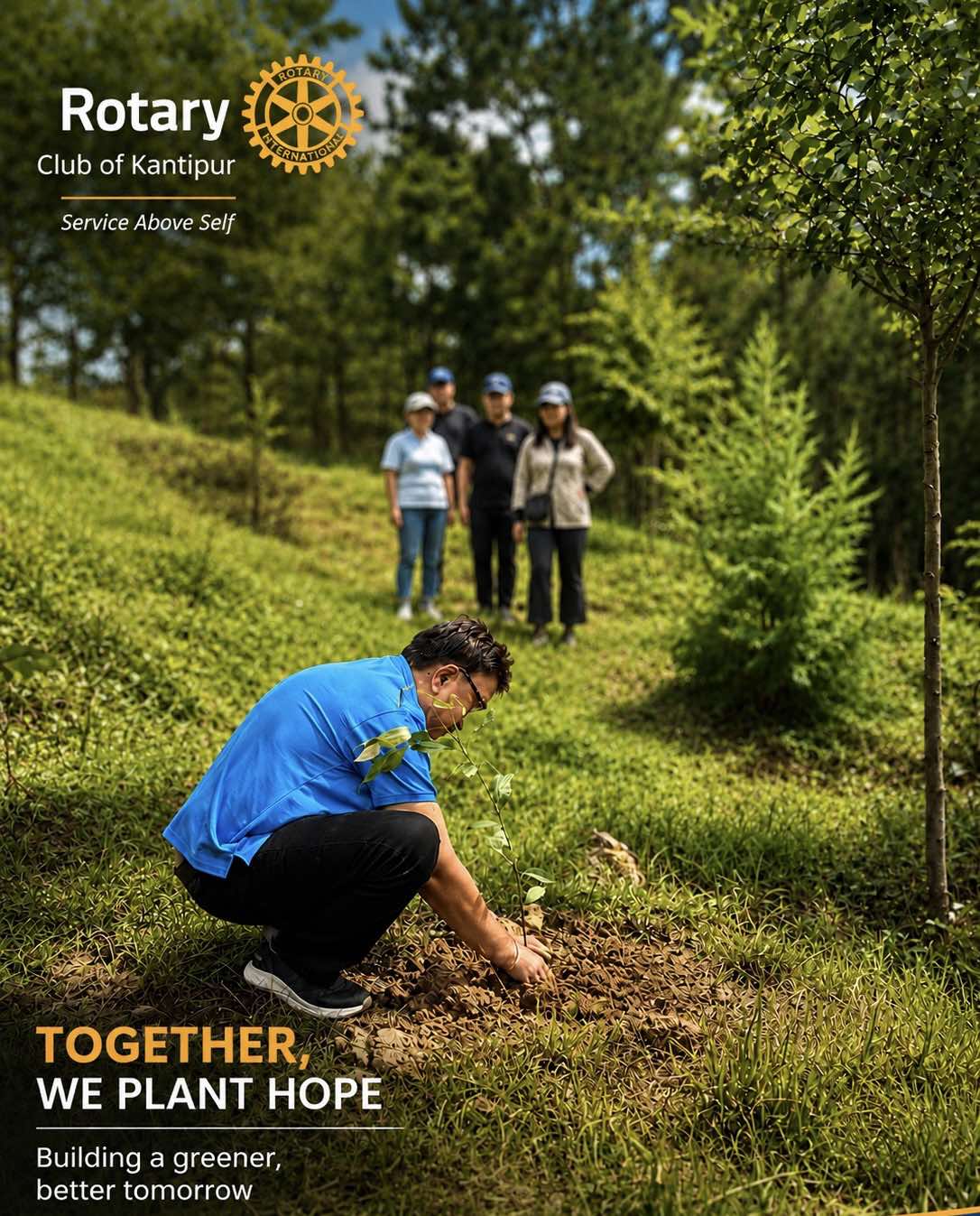Tree plantation